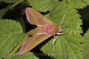 Elephant Hawk Moth.